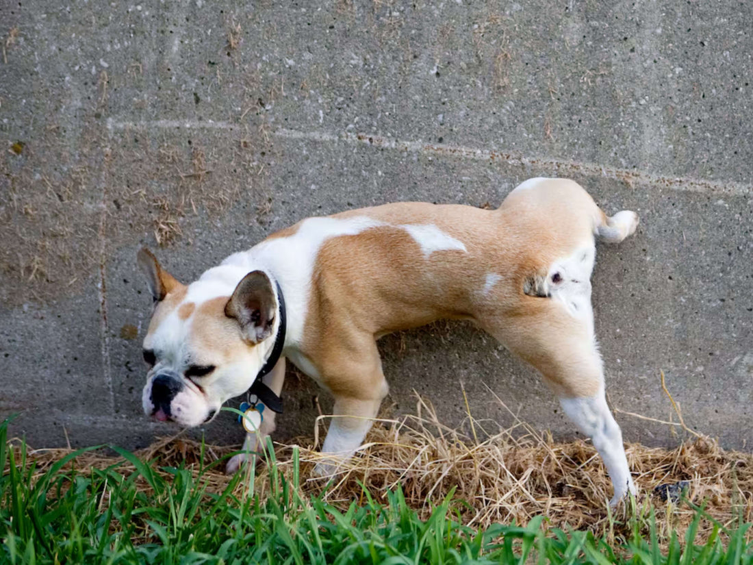 Cómo enseñarle a tu cachorro a que haga pipí afuera de la casa: