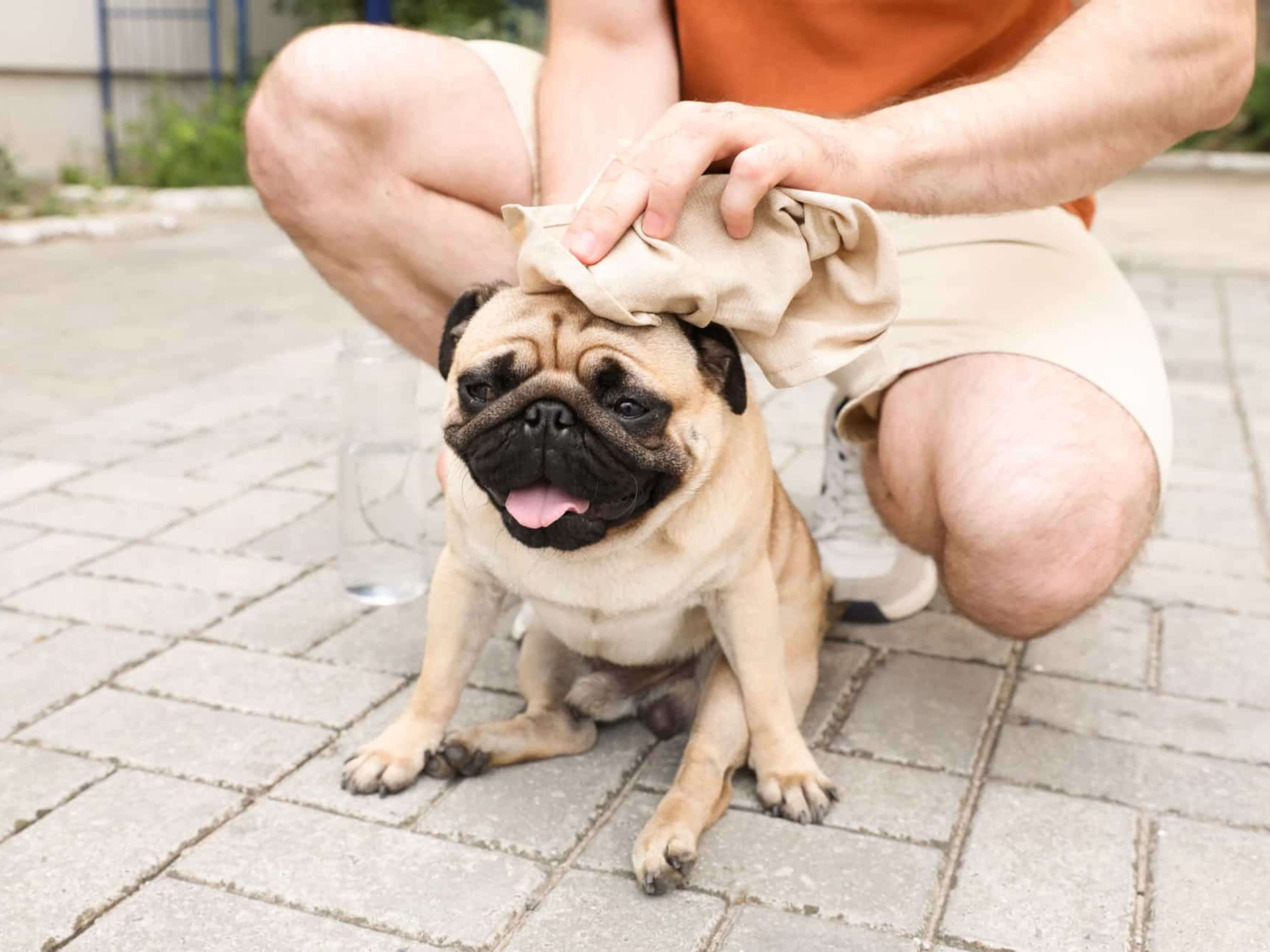 como afecta el sol a los perros