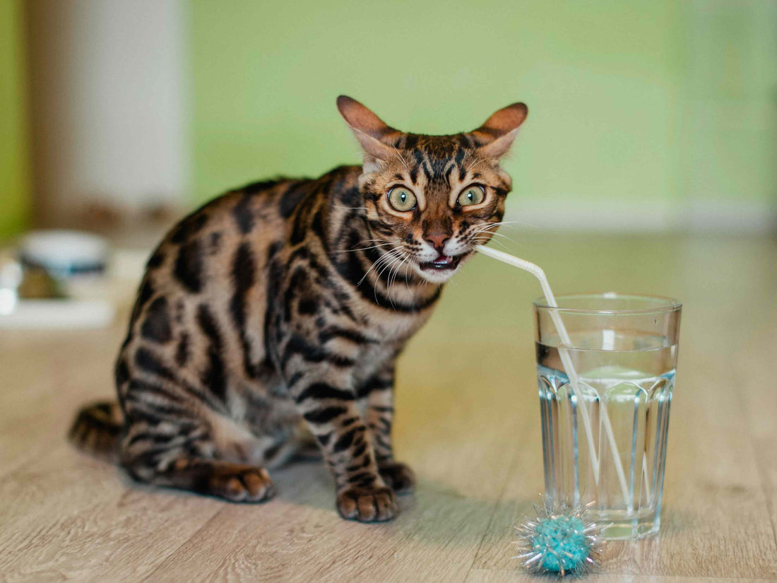 ¿Cómo lograr que tu gato tome más agua?