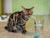 ¿Cómo lograr que tu gato tome más agua?