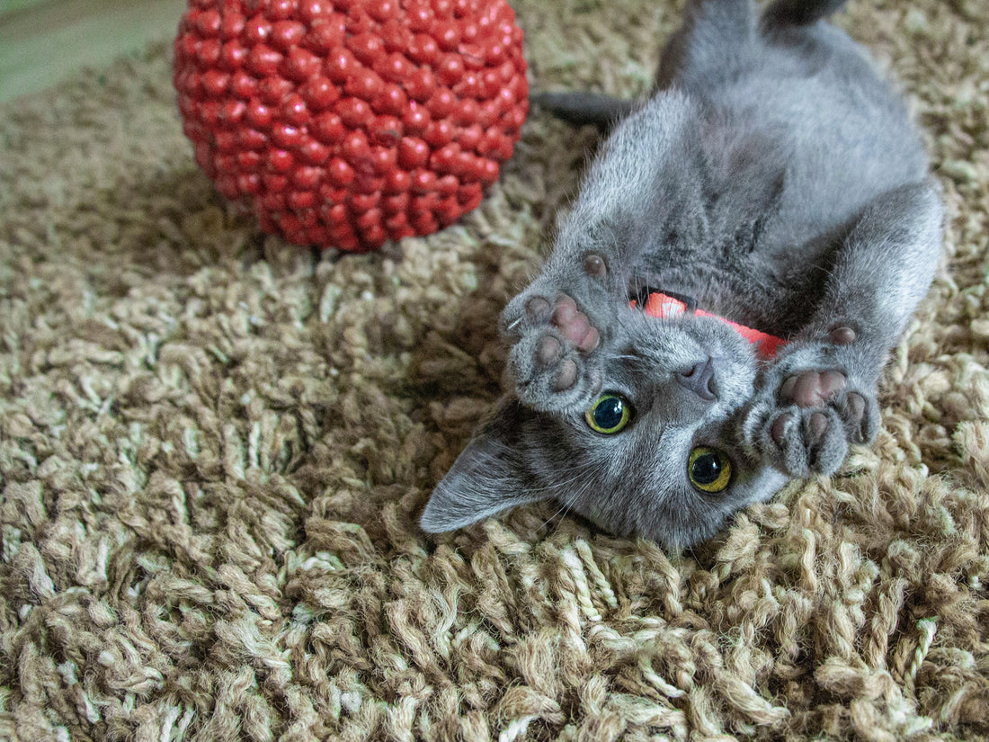Juguetes para gatos para entretenerlos: cómo mantener a tu felino activo y feliz