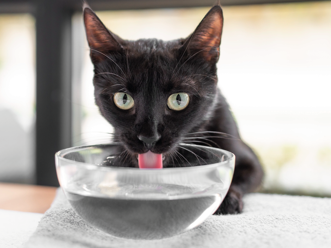 ¿Cómo saber si mi gato está deshidratado?