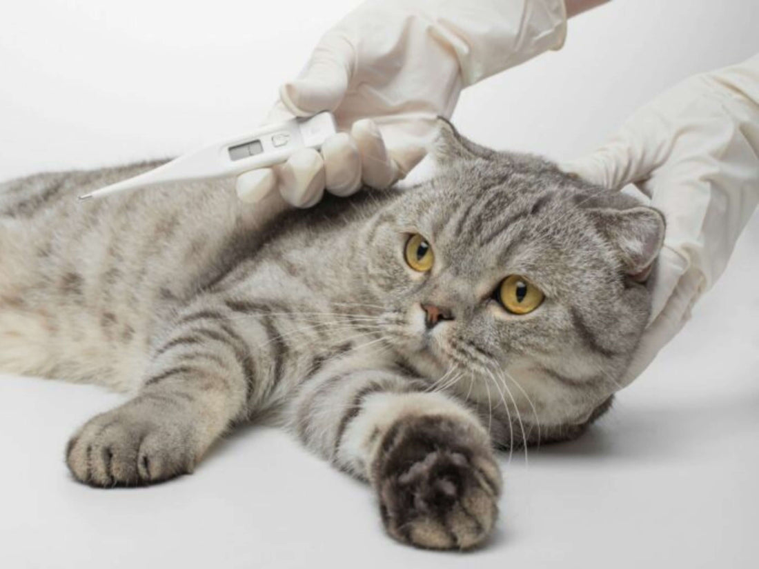 ¿Cómo saber si mi perro o gato tiene fiebre?