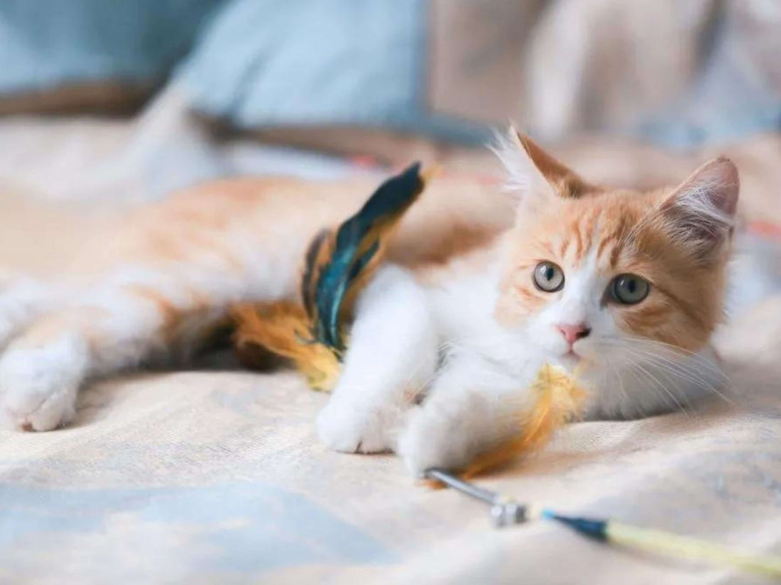 Consejos para recibir a un nuevo gatito en tu casa