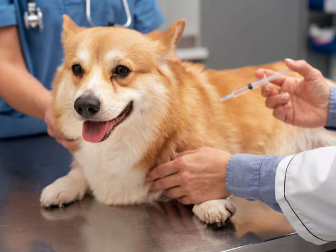 ¿Cuáles son las vacunas obligatorias para perros y gatos?