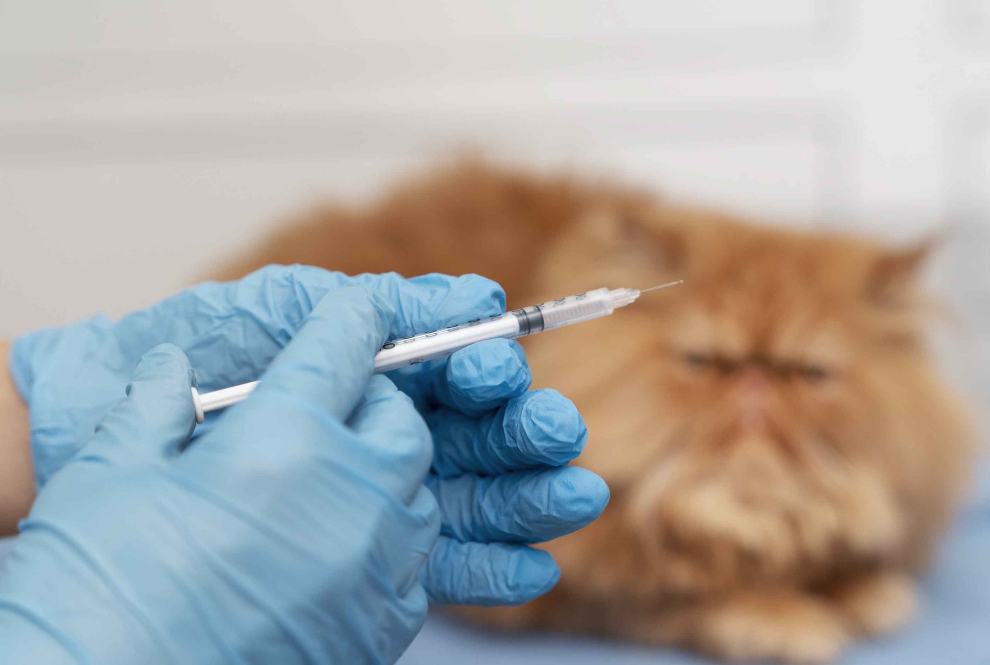 ¿Cuáles son las vacunas obligatorias para perros y gatos?