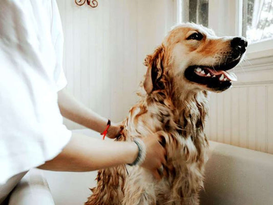 ¿Cuántas veces se recomienda bañar a un perro?
