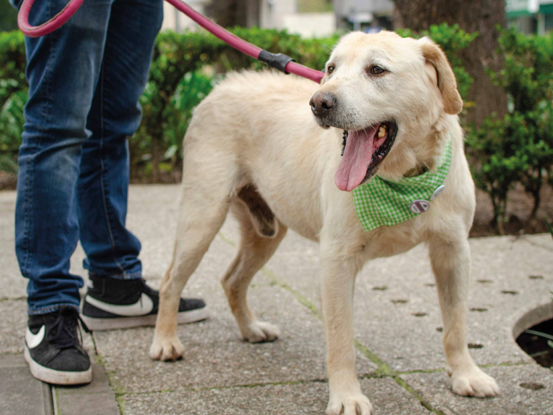¿Cuánto dura el efecto de Bravecto en perros?