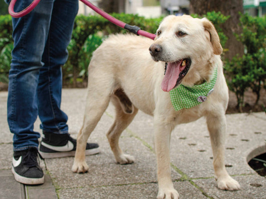 ¿Cuánto dura el efecto de Bravecto en perros?