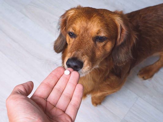 ¿Cuánto dura el efecto de Simparica en perros?