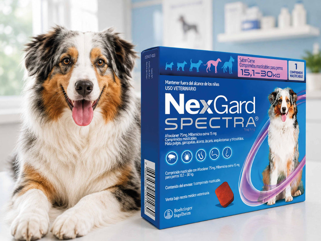 Déficit de proteínas y vitaminas: cómo afectan la energía y el ánimo de tu perro