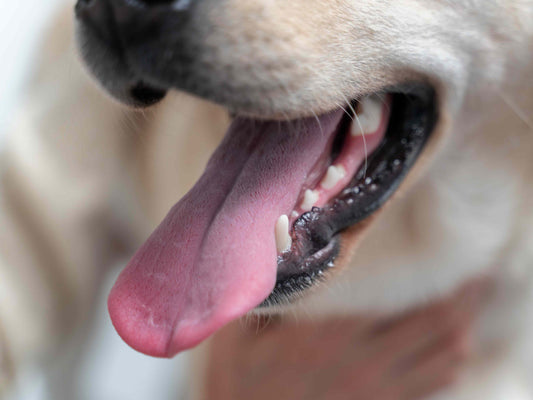 ¿Cómo cuidar los dientes de tu perro en casa?