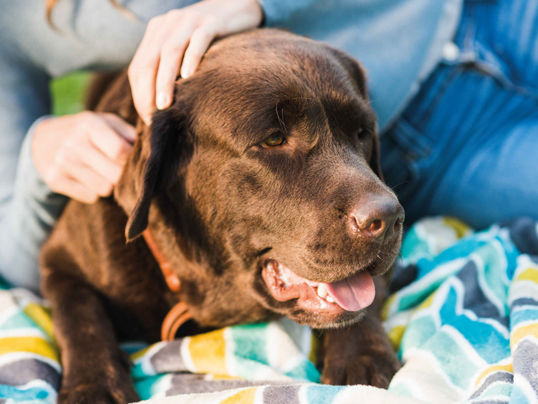 ¿Desde cuándo empieza a hacer efecto Simparica?