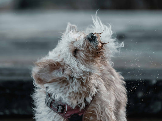¿El estrés puede hacer que un perro se rasque más?