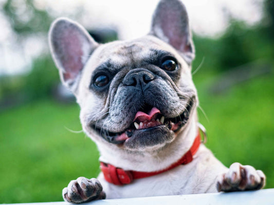 Errores comunes al intentar eliminar pulgas y garrapatas en perros