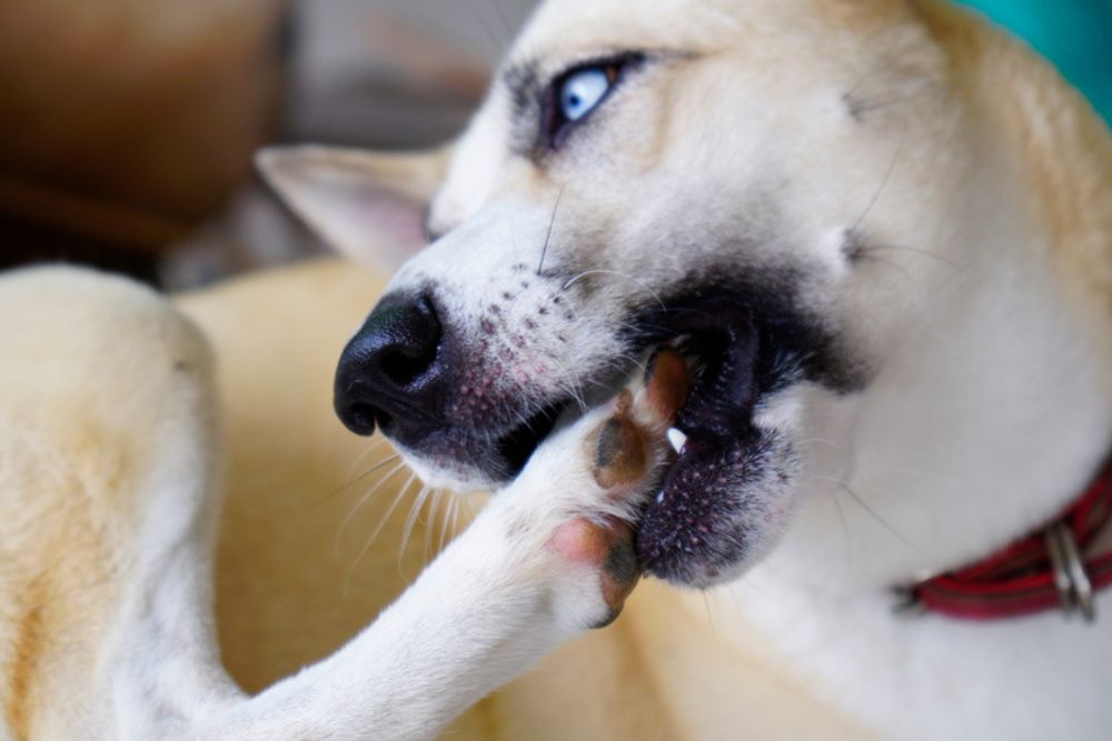 ¿Por qué mi perro lame constantemente sus patas?