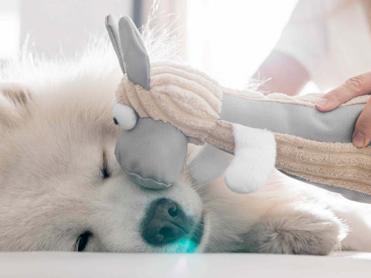 Flores de Bach para mascotas: Terapias naturales para perros y gatos