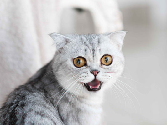 Golpes de calor en mascotas: cómo prevenir y actuar
