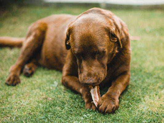 Las 7 enfermedades en perros que se tratan principalmente con alimento medicado