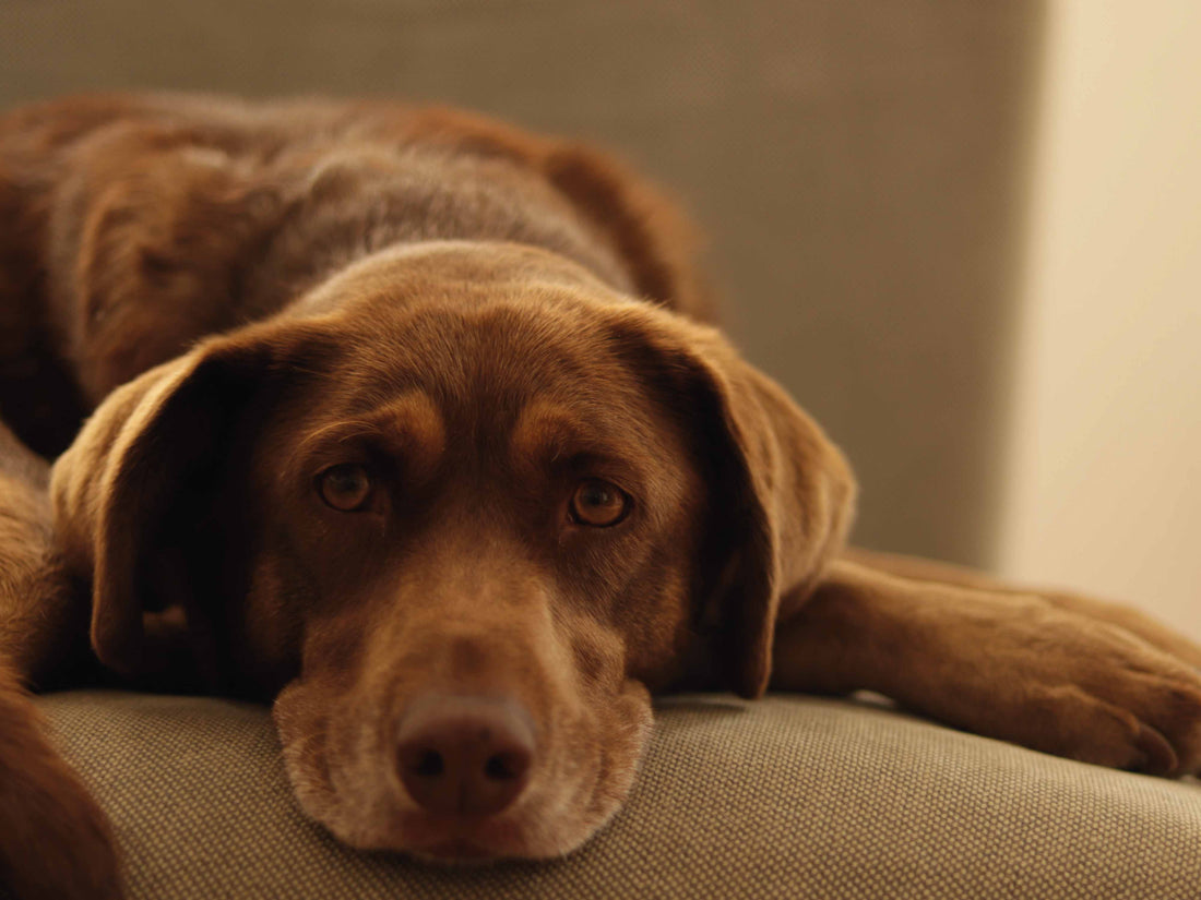 Las 8 causas más comunes de decaimiento en perros y cómo identificarlas