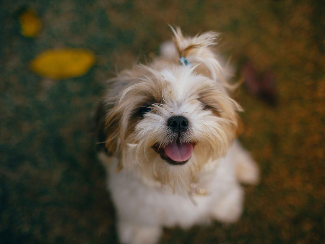 ¿Las pulgas y garrapatas se contagian a otros perros o personas?