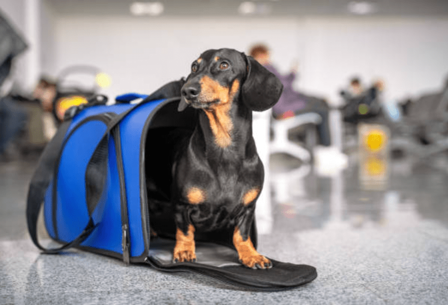 Lo que debes saber para viajar en avión con tu perro o gato fuera de Chile