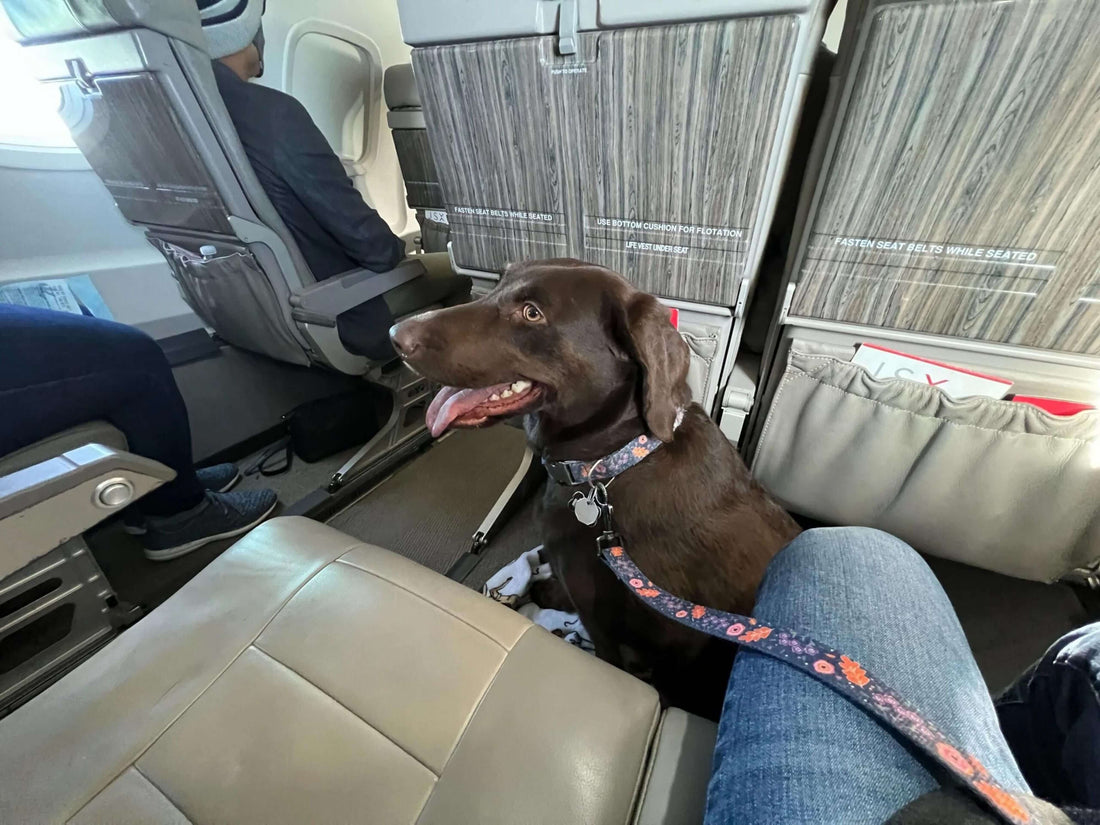 Lo que debes saber para viajar en avión con tu perro o gato fuera de Chile