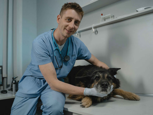 ¿Necesitas receta veterinaria para comprar alimento medicado para tu perro en Chile?