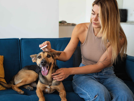 Cómo eliminar pulgas y garrapatas en perros de forma segura y efectiva