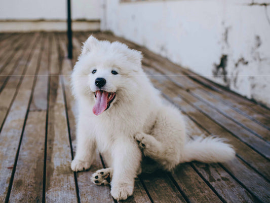 Piel seca bajo el pelaje del perro: síntomas que no siempre se notan a simple vista
