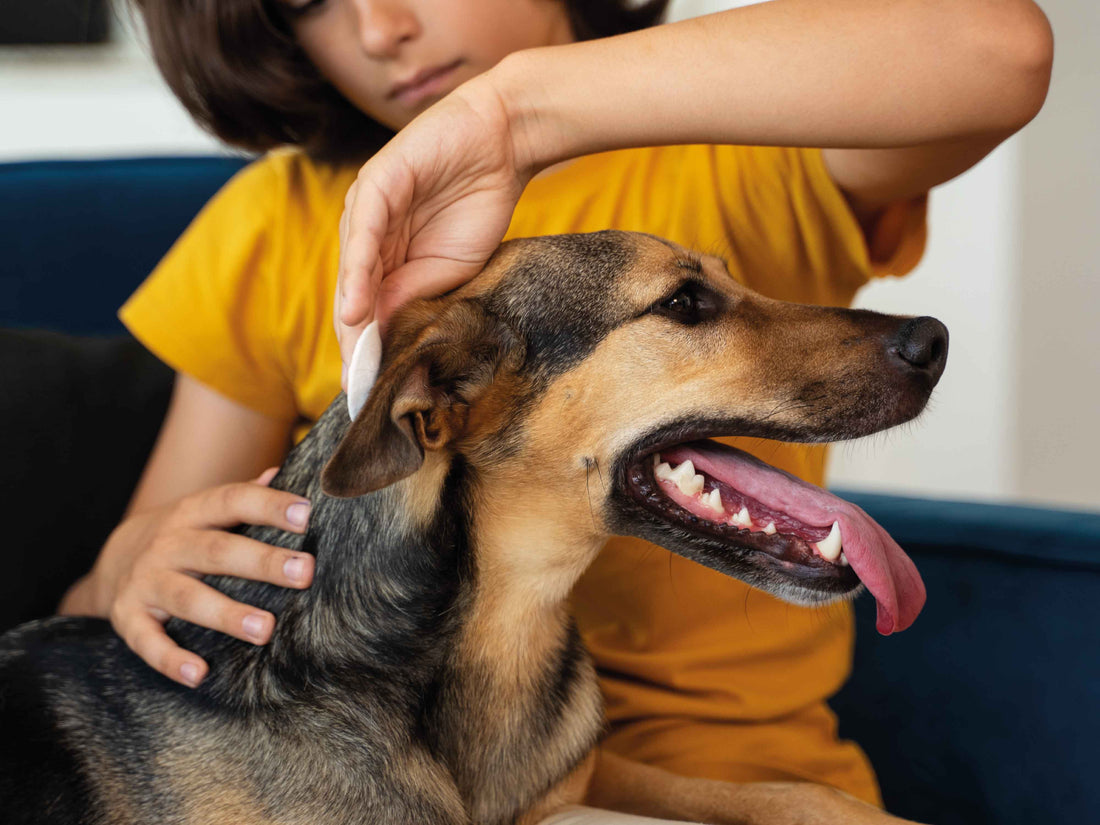 Pipetas antiparasitarias para perros: ventajas y desventajas