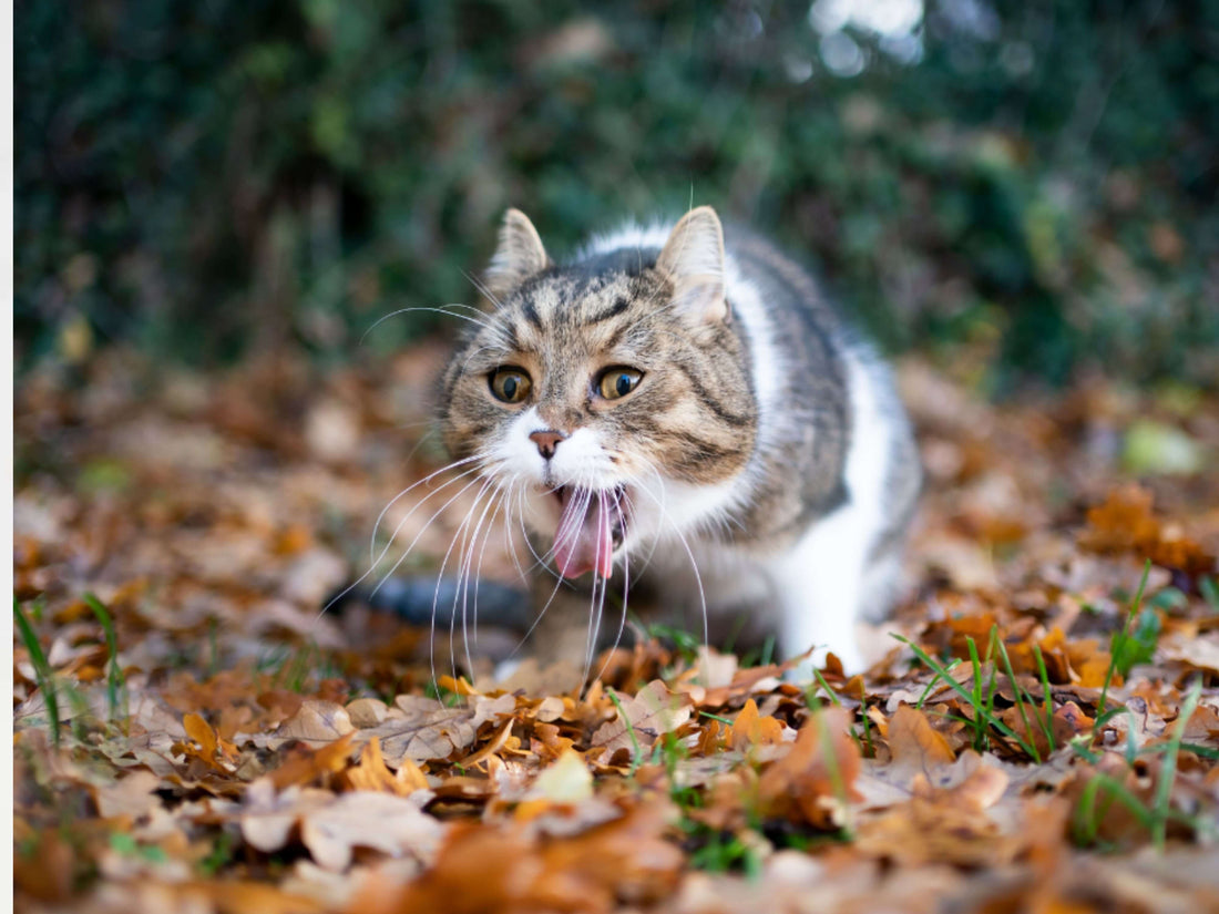 ¿Por qué vomita mi gato y qué hacer?
