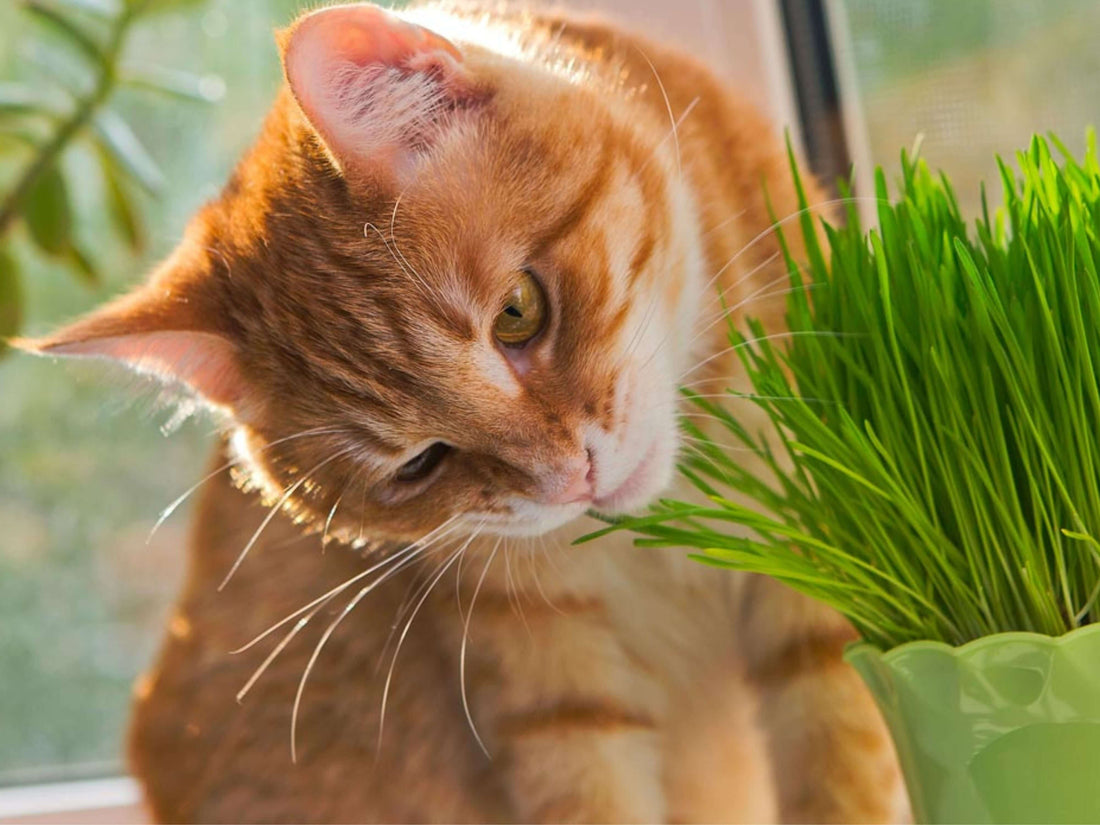 ¿Porqué mi gato come pasto y plantas?