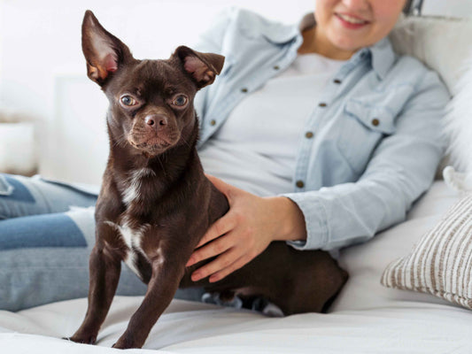 Probióticos para perros: ¿Qué son y cuándo usarlos?