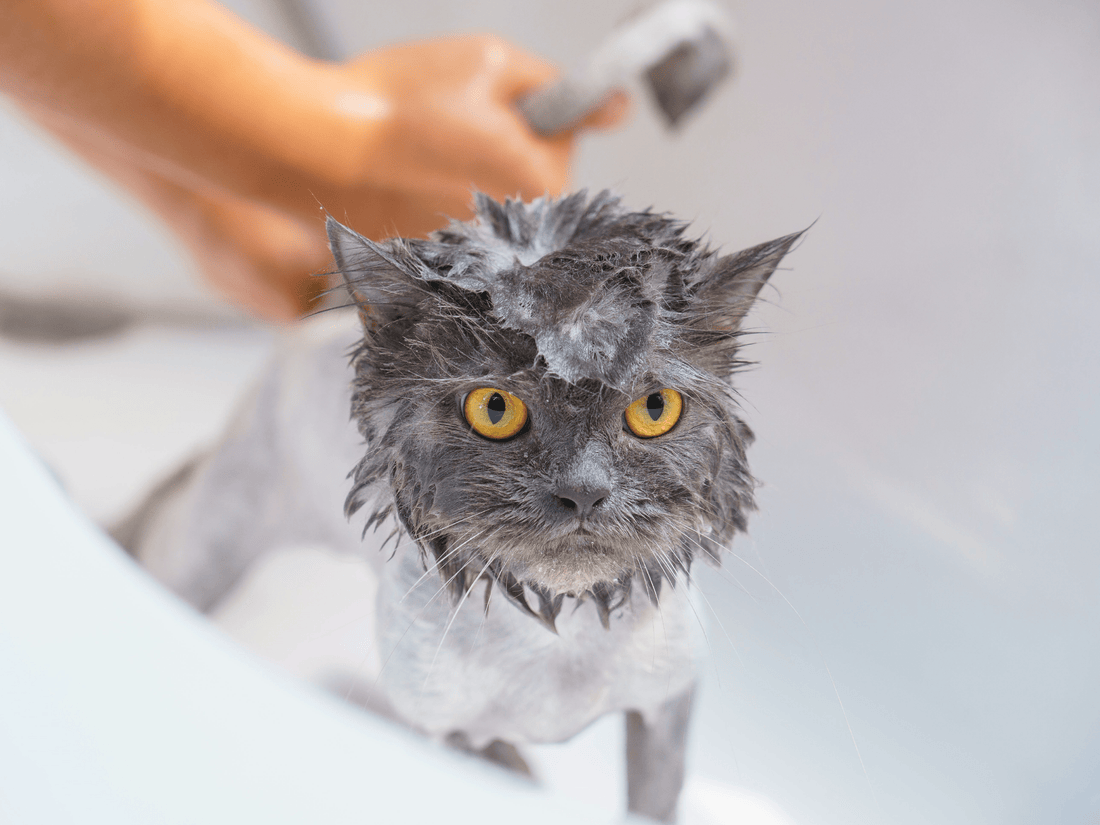¿Puedo bañar a mi Gato? cuándo y por qué es necesario