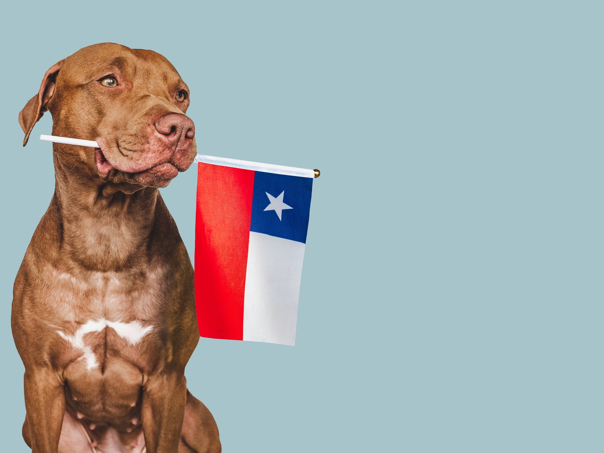 Snacks seguros para compartir este 18 con tu mascota