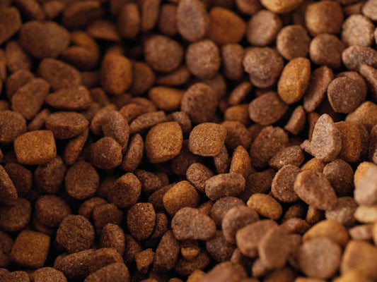 ¿Qué es Brit Care y por qué los veterinarios lo recomiendan en Chile?