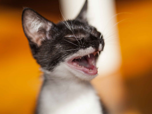 ¿Qué hacer si mi gato está estresado?