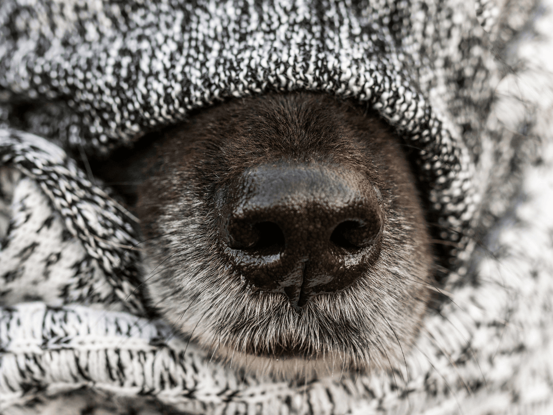 ¿Qué hacer si mi perro está resfriado?