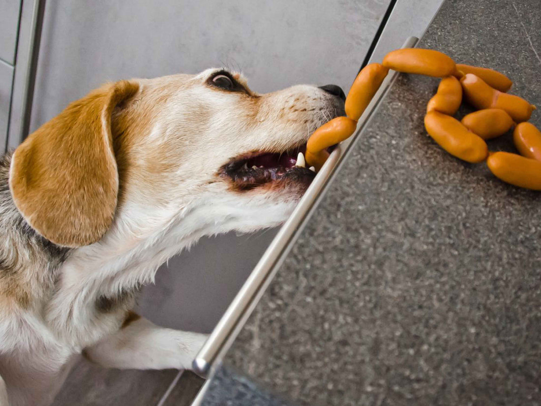 ¿Qué hacer si tu perro o gato come algo indebido en las Fiestas Patrias?