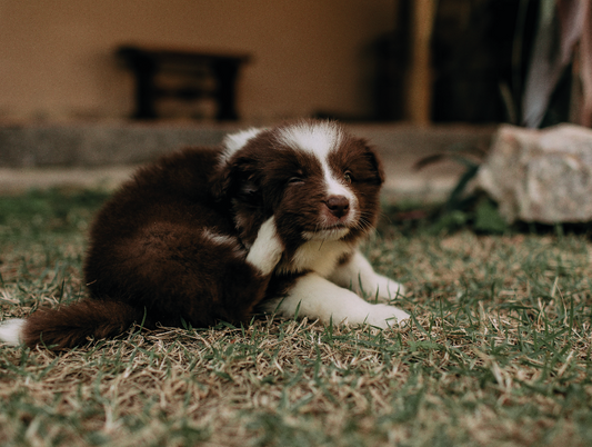 ¿Qué tipo de antiparasitario es mejor según el estilo de vida del perro?