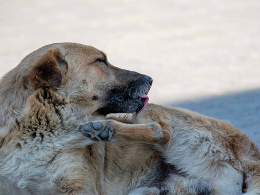 Rascado en perros: cómo diferenciar parásitos de alergias