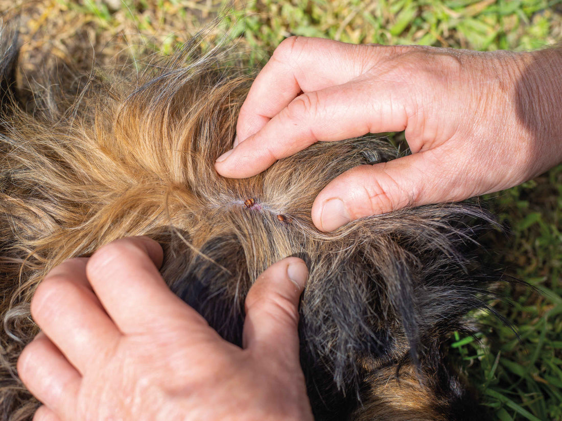 Remedios caseros para pulgas y garrapatas en perros: ¿funcionan?