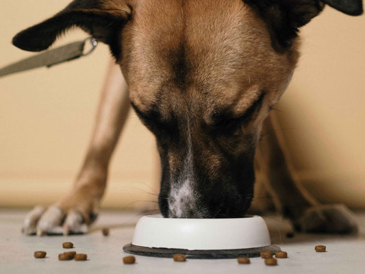 Señales de que tu perro necesita alimento medicado según el veterinario