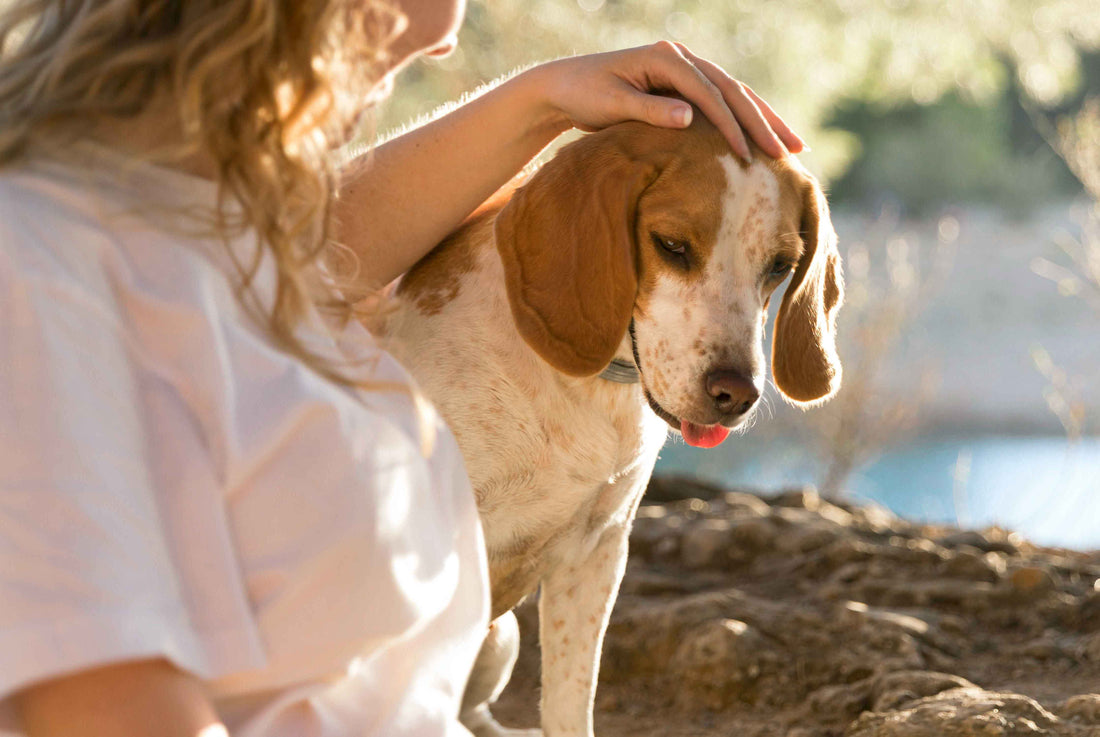 Síntomas de pulgas y garrapatas en perros que no siempre se ven