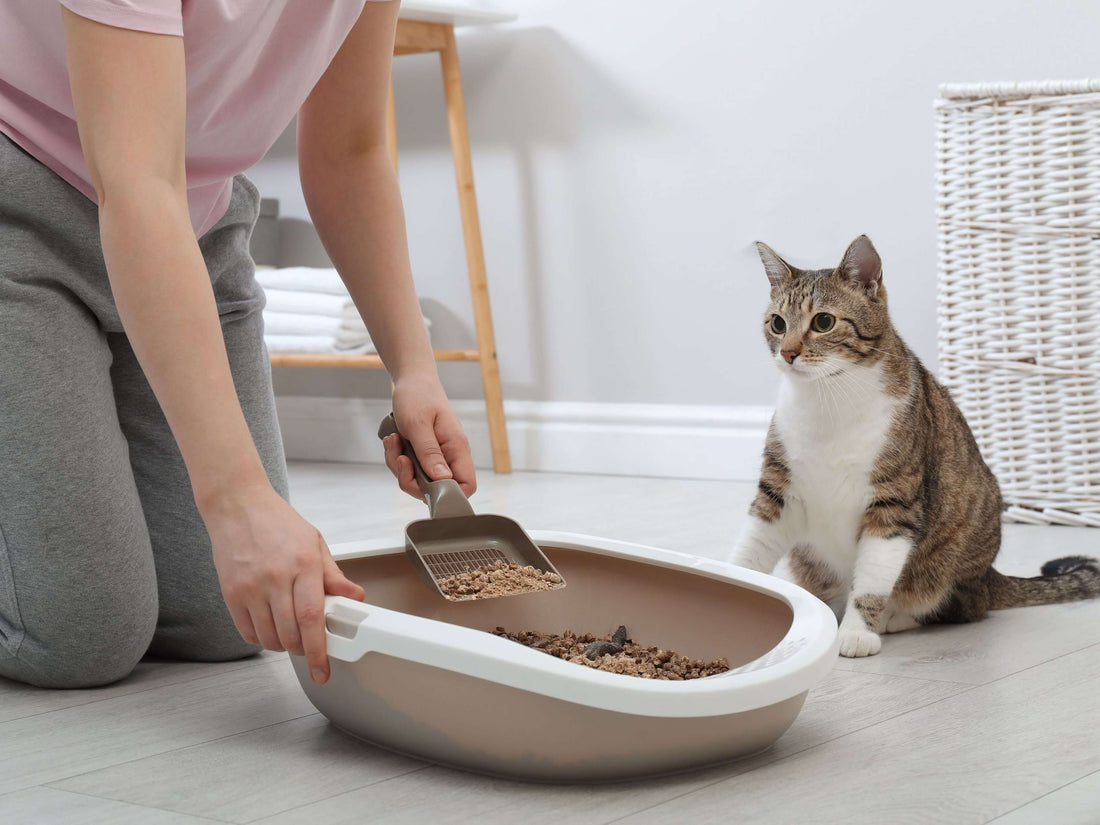 Tipos de arena sanitaria para gatos y cada cuánto debemos cambiarla