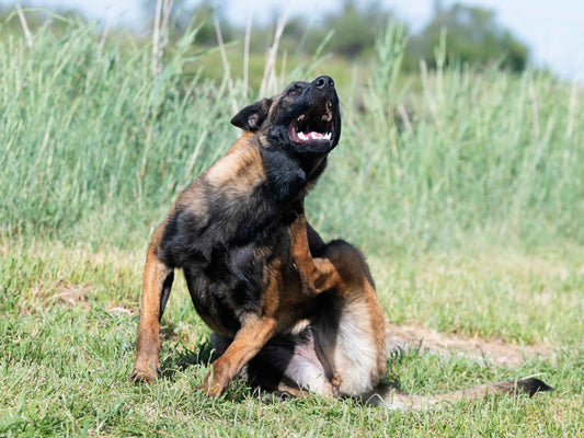 Tu perro se rasca y se muerde: aprende a diferenciar pulgas vs garrapatas por patrón y zonas, qué revisar en casa y cuándo consultar al veterinario.