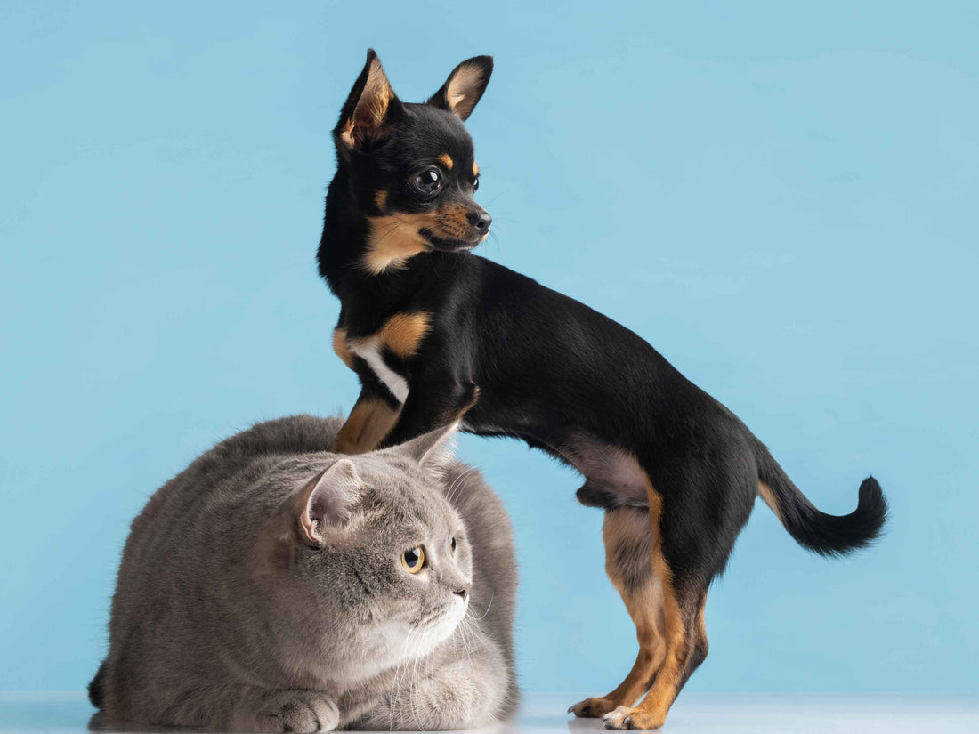 Vitaminas esenciales para la salud de perros y gatos