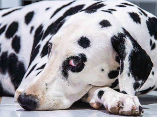 Zonas del cuerpo donde suelen aparecer pulgas y garrapatas en perros