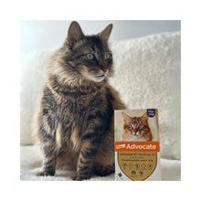 Advocate Gato 4 - 8 k (0.8 ml)